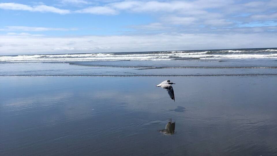 #lifeatexpedia
Seagulls glide inches above the glassy shore on a warm summer day at Ocean Shores, WA.
Their flight entertains onlookers taking in the sound of waves gently crashing against the smooth Pacific Northwest sand while breathing in the fresh open water breeze of the Pacific Ocean.