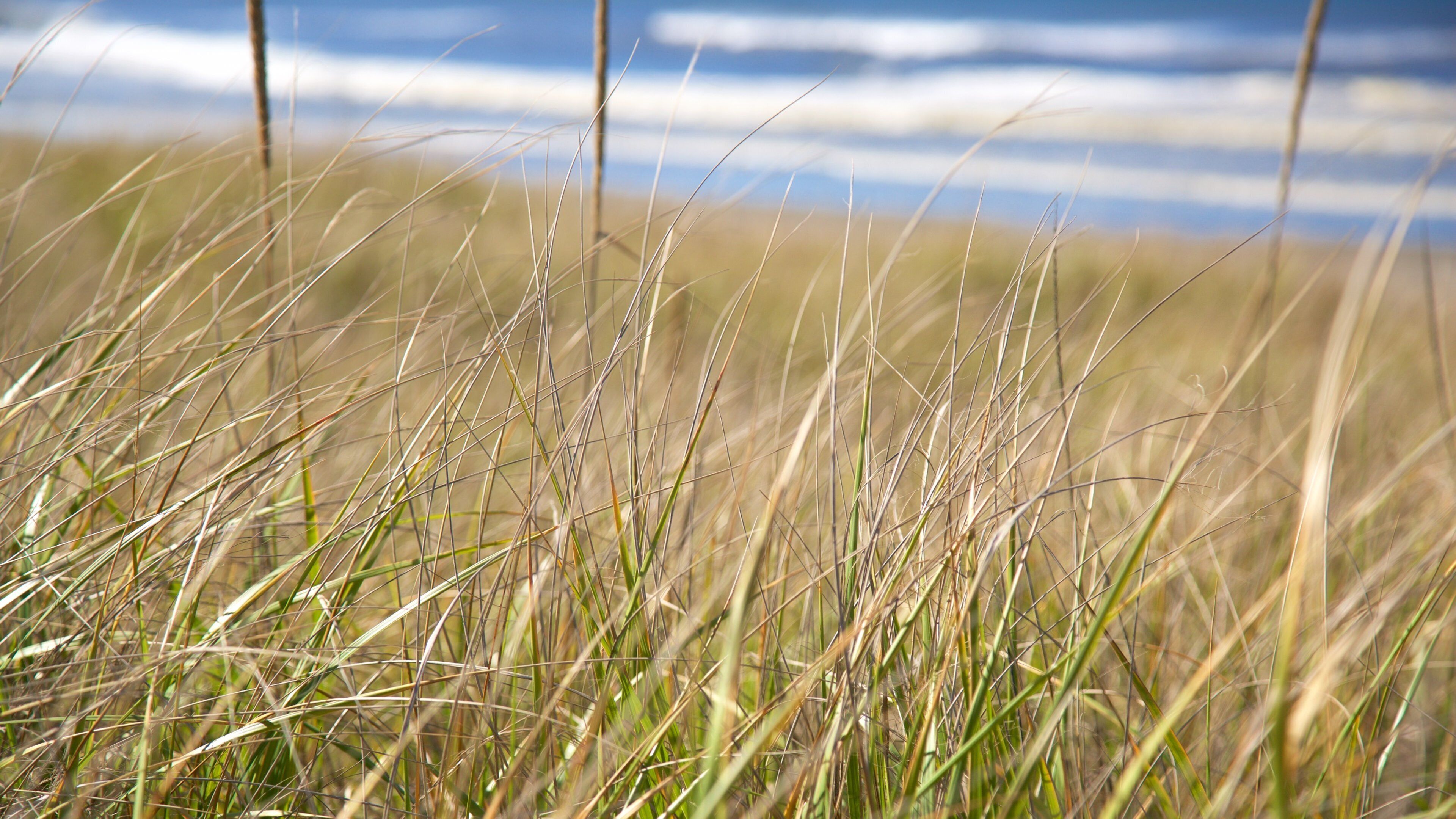 Ocean Shores featuring general coastal views and waves