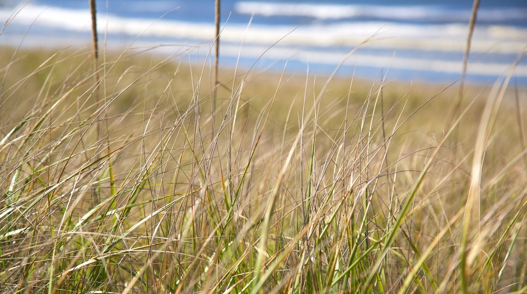 Ocean Shores featuring general coastal views and waves