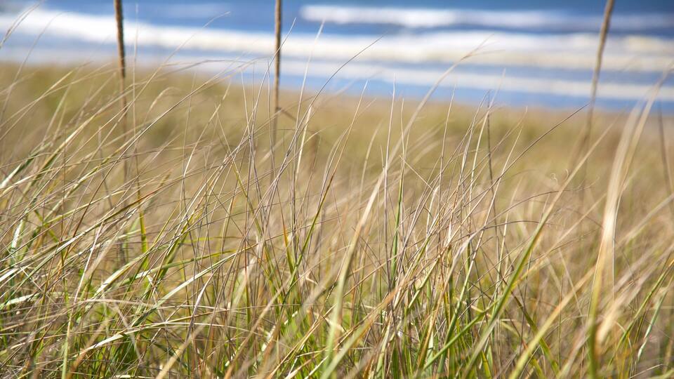 Ocean Shores featuring general coastal views and waves