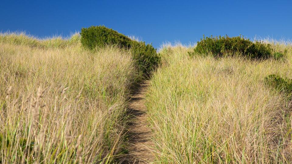 Ocean Shores mostrando paisagens litorâneas
