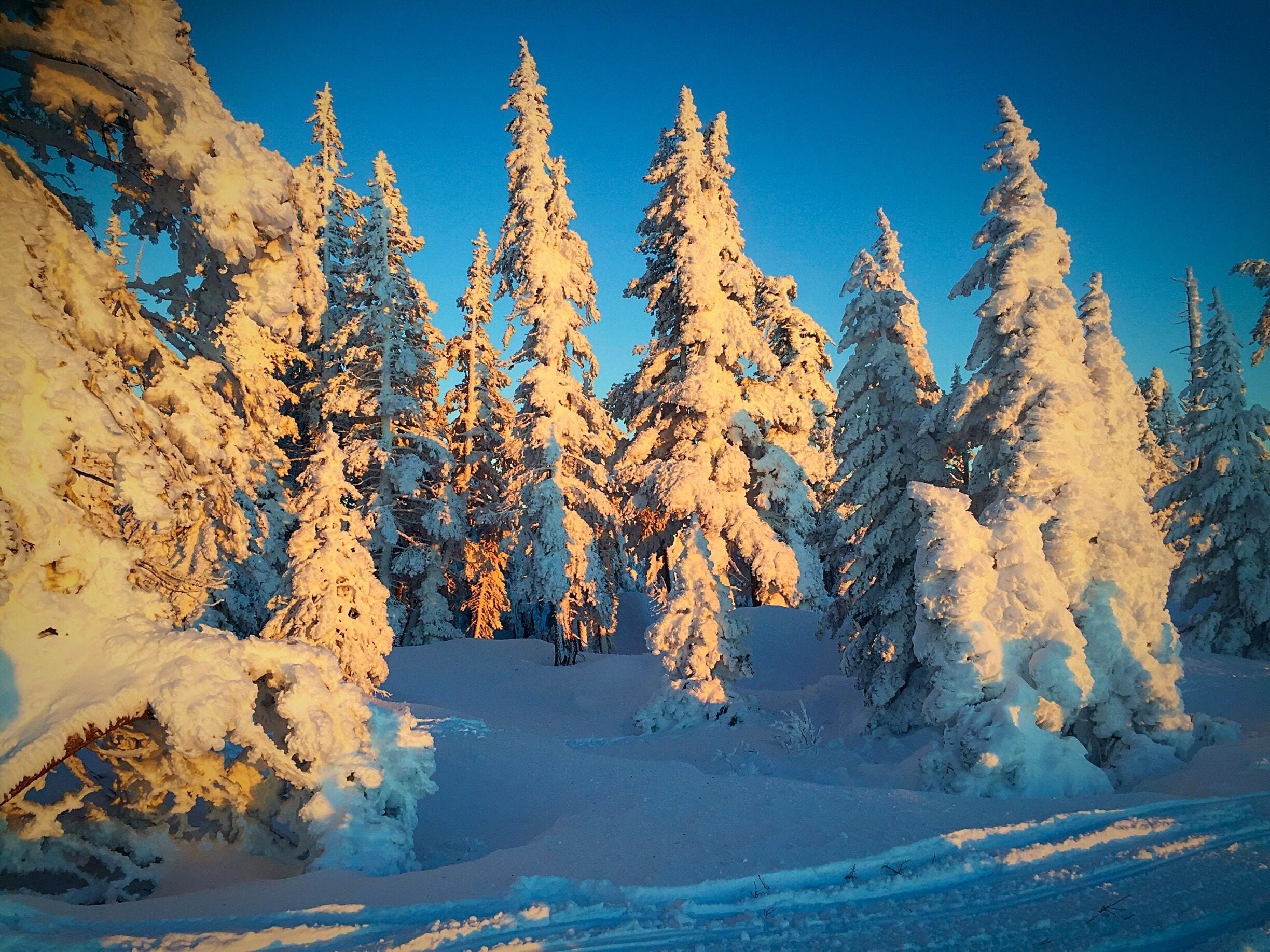 Snowmobiling in the back country. Enchanting!! 