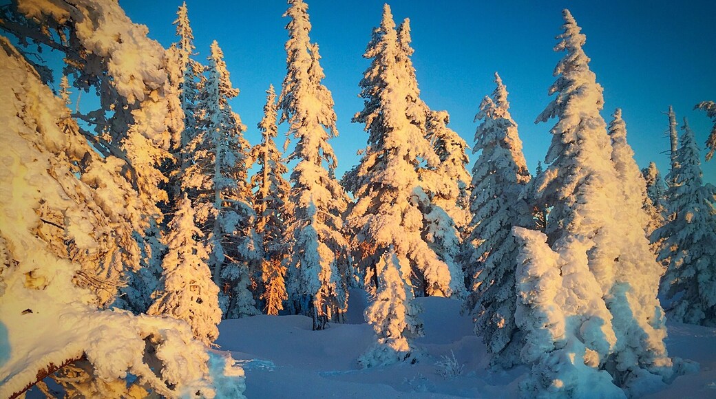 Snowmobiling in the back country. Enchanting!!