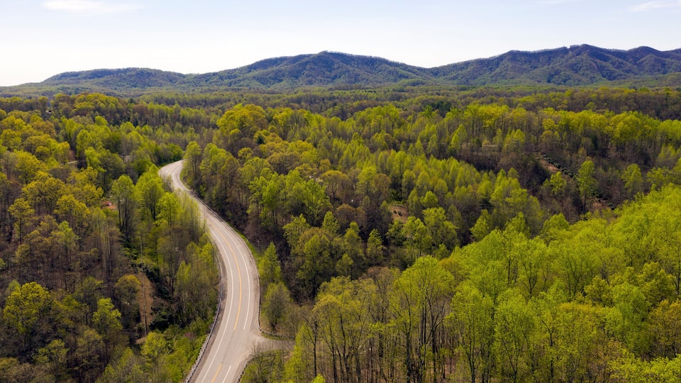 A winding road through a dense forest with mountains in the background.