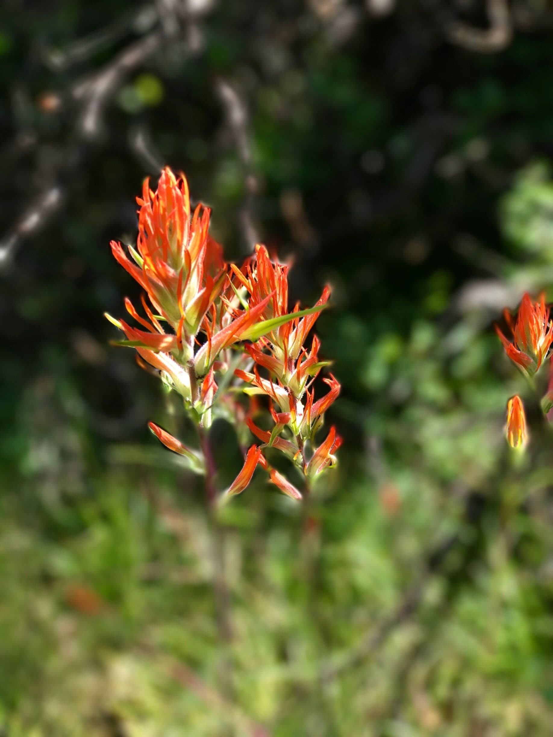 Indian paintbrush....such a beautiful wildflower