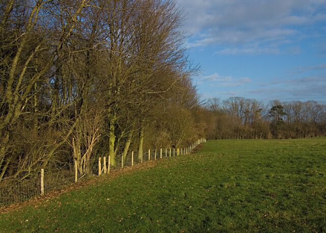 Rise Wood, Rise, East Riding of Yorkshire, England. The eastern end of the woodland, seen from the footpath west of Wood End Farm.