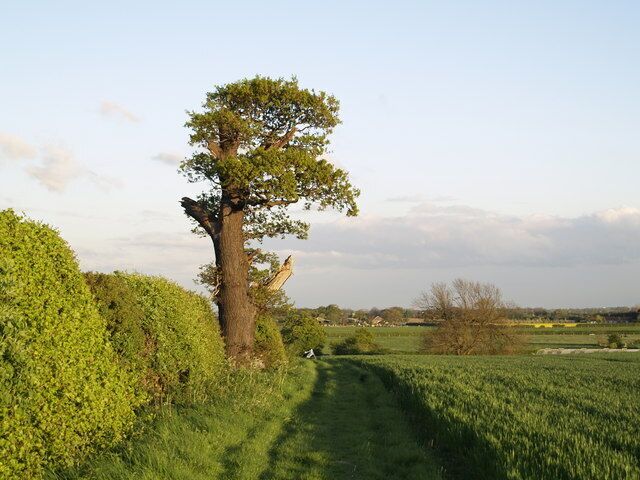 A Roe Hill Tree, east-north-east of Coniston, East Riding of Yorkshire, England.