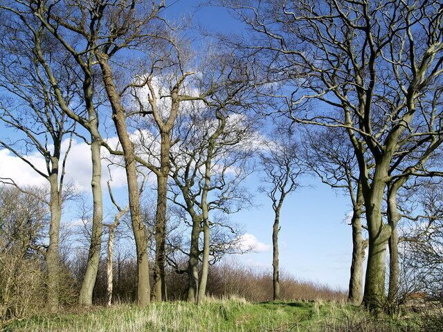 Mill Clump, Mucky Lane, near Burton Pidsea, East Riding of Yorkshire, England.