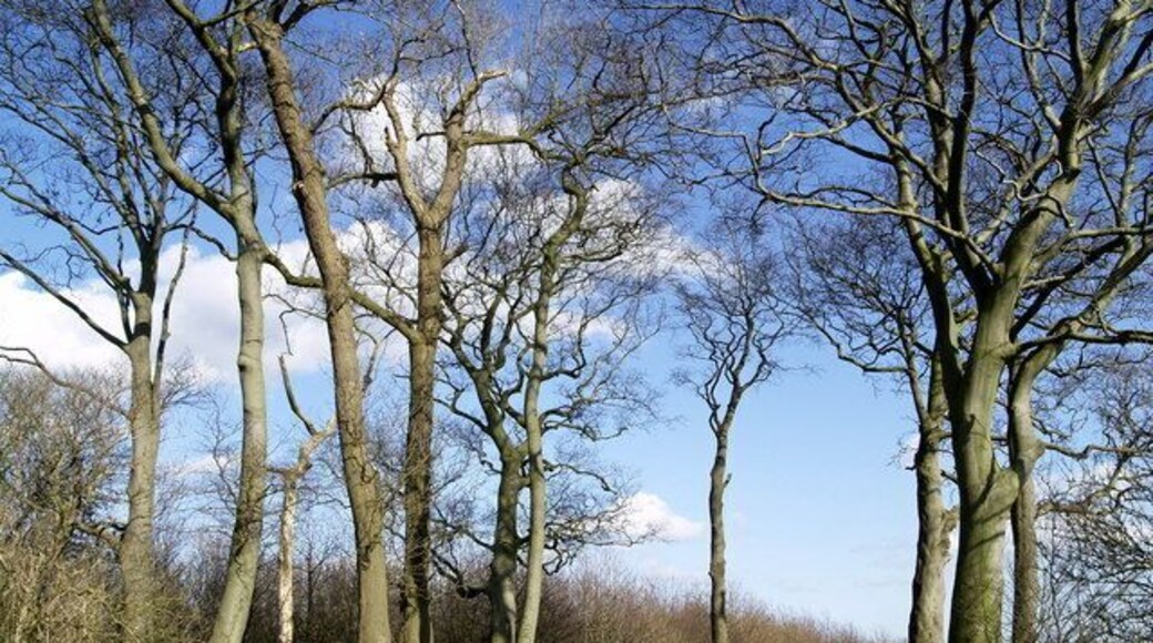 Mill Clump, Mucky Lane, near Burton Pidsea, East Riding of Yorkshire, England.