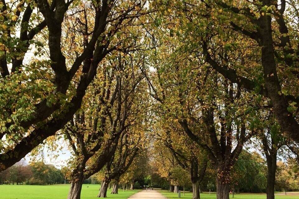 A pathway lined with trees in autumn foliage.