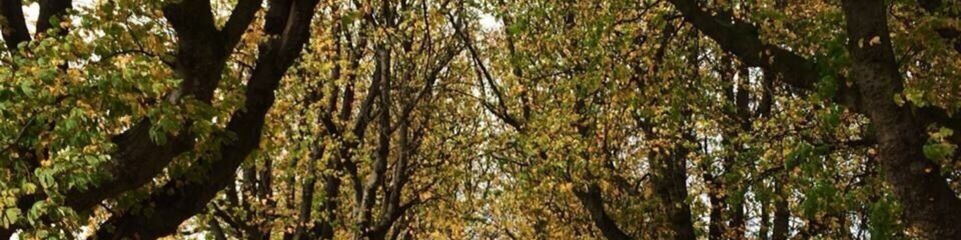 I love the autumn in East Park