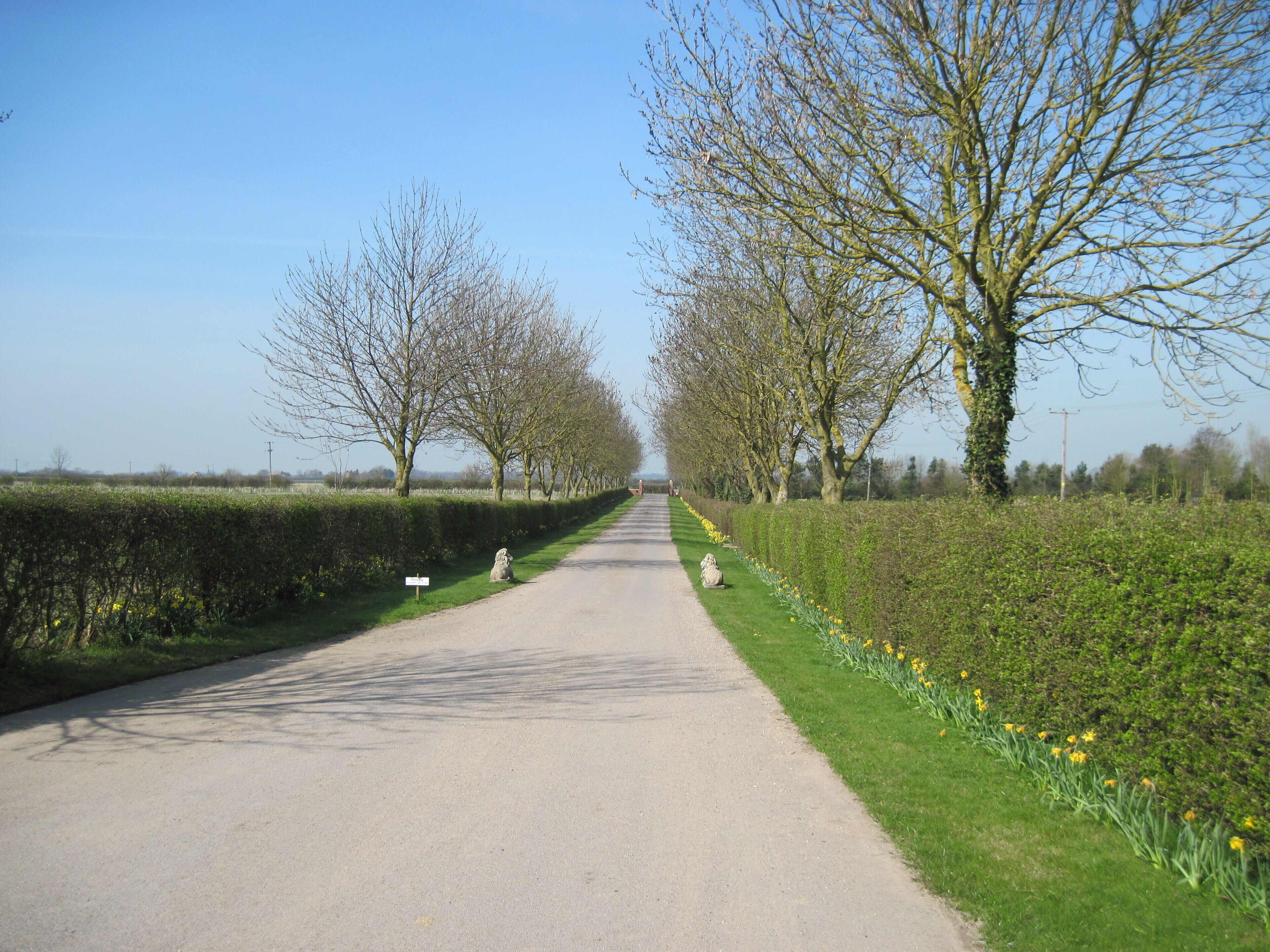 A rural road flanked by trees and hedgerows.