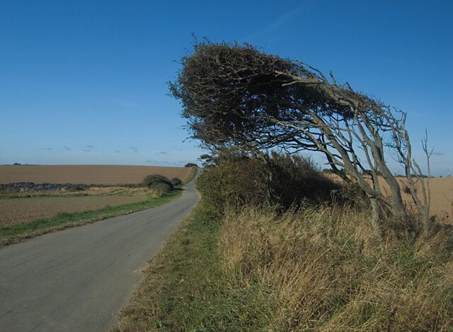 Uma estrada rural com uma árvore inclinada sobre a lateral, cercada por campos e céu claro.