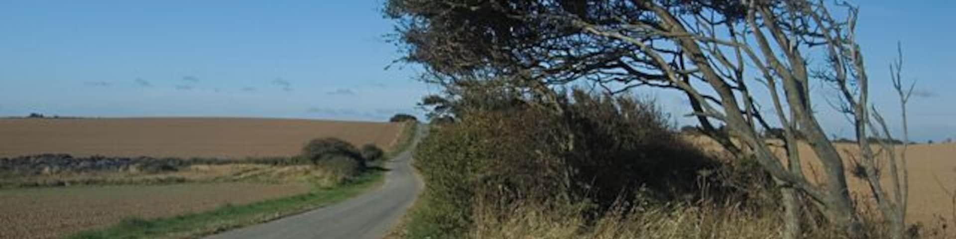 Uma estrada rural com uma árvore inclinada sobre a lateral, cercada por campos e céu claro.