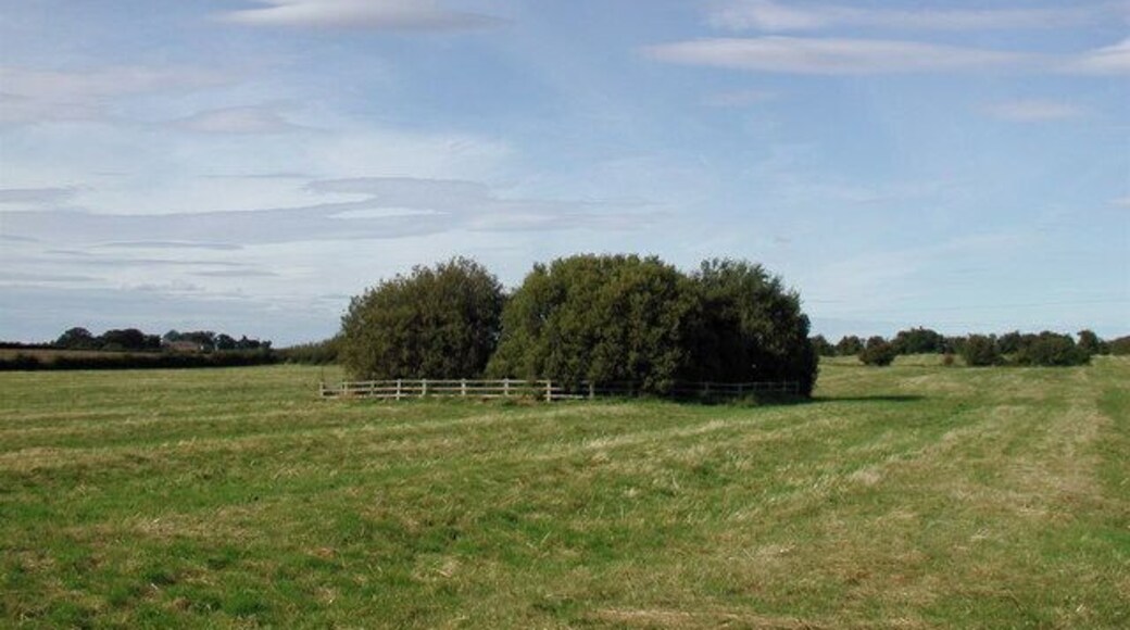 North End Field, Withernwick, East Riding of Yorkshire, England. Pasture off the north side of Beverley Road near Longdyke Farm, Withernwick. The fenced clump of trees in the middle of the picture is a small pond shown on the O/S 1:25000 scale map. The fields have a pattern of ridge and furrow caused by feudal farming methods used prior to inclosure. Inclosure at Withernwick was a lengthy process which began with an Act of 1801-2 and was finalized in 1814.