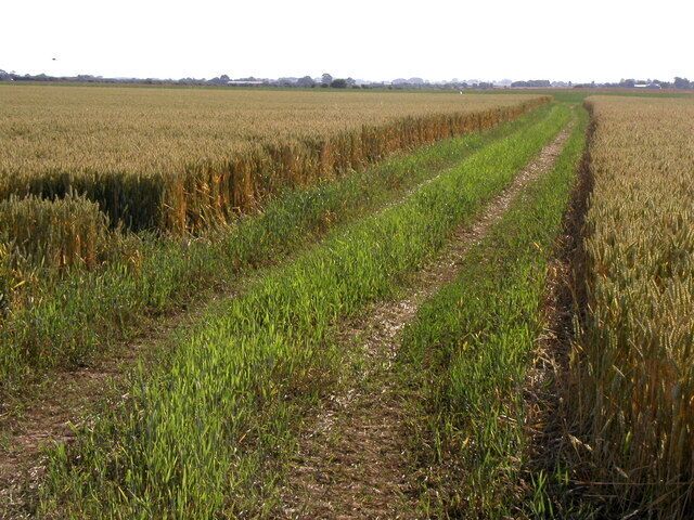 Wheat field, south of Garton, East Riding of Yorkshire, England. The original map shows the road, next to where this photo is taken from, to be quite away NE from this point, but referencing a modern map and using a GPS, it was within the allotted square!