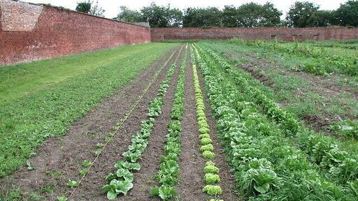 Walled garden, Rise Park, Rise, East Riding of Yorkshire, England. Just part of the enormous walled garden on the country estate at Rise Hall in East Yorkshire. The walled garden is now used by vegetable growers Slater Organics.