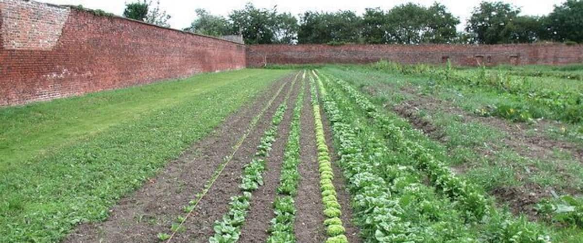 A garden with rows of leafy greens and cabbage.
