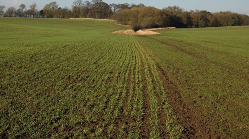 Farmland near Lelley, East Riding of Yorkshire, England. Looking towards Mill Hill east of Nuttles Lane