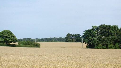 Pure gold, Sigglesthorne, East Riding of Yorkshire, England. Wheat fields south of The Hall at Sigglesthorne, looking northeast from the corner of Rise Road.