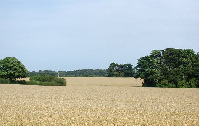 A wheat field with trees in the background.