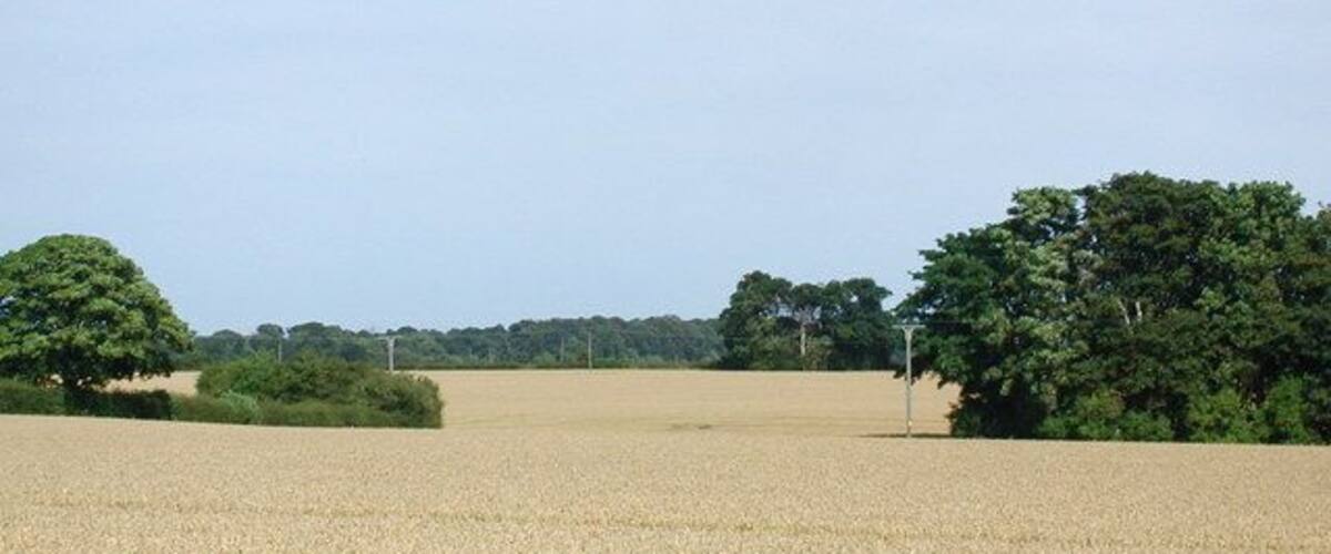 A wheat field with trees in the background.
