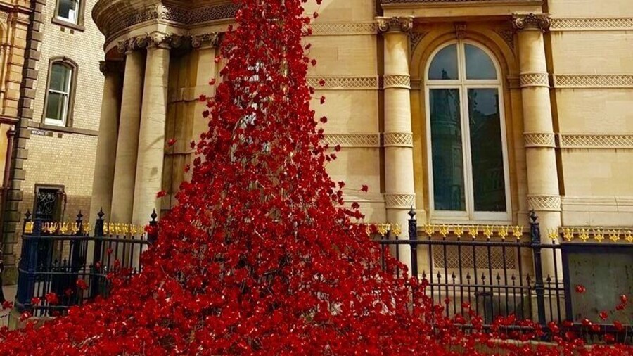 Commemoration poppies. Same as the ones that decorated The Tower of London.