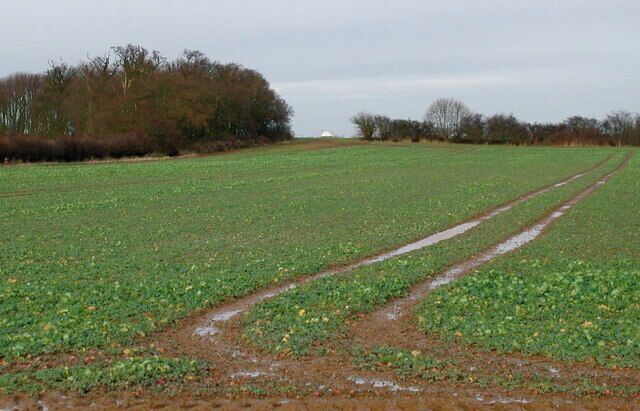 Burgany Plantation, Winestead, East Riding of Yorkshire, England. On the parish boundary between Patrington and Rimswell, and not the most inspiring bit of landscape you'll ever see. Best I could do was to frame the top of Rimswell Water Tower (see 190696) in the gap between Burgany Plantation on the left and the field boundary on the right as a point of reference.