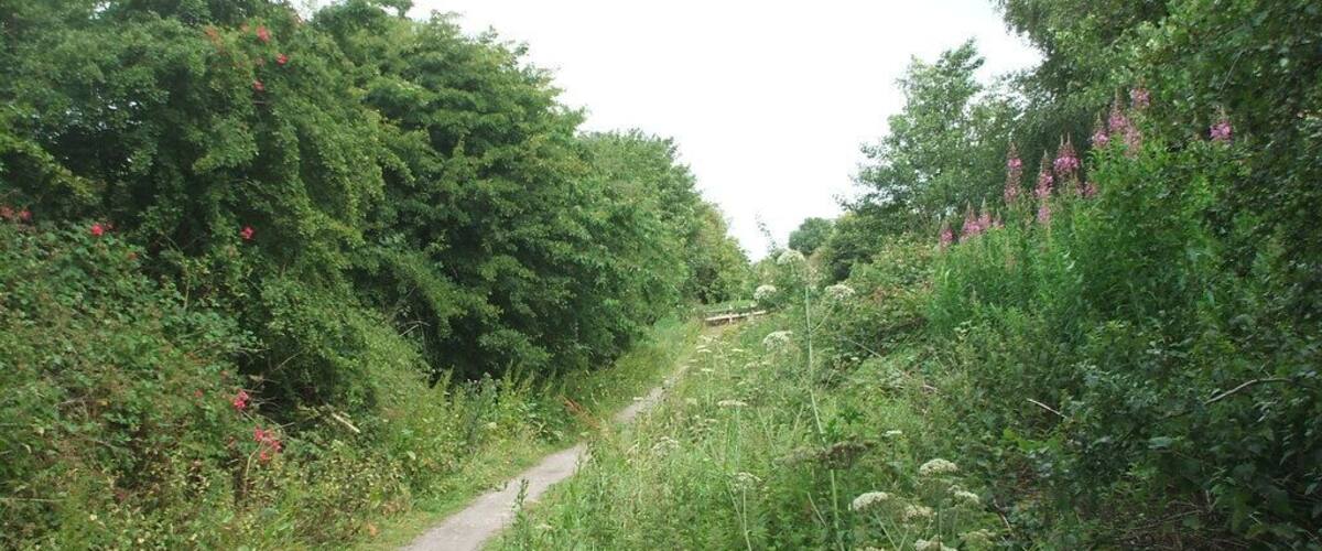 A narrow dirt path flanked by dense greenery and flowering bushes.