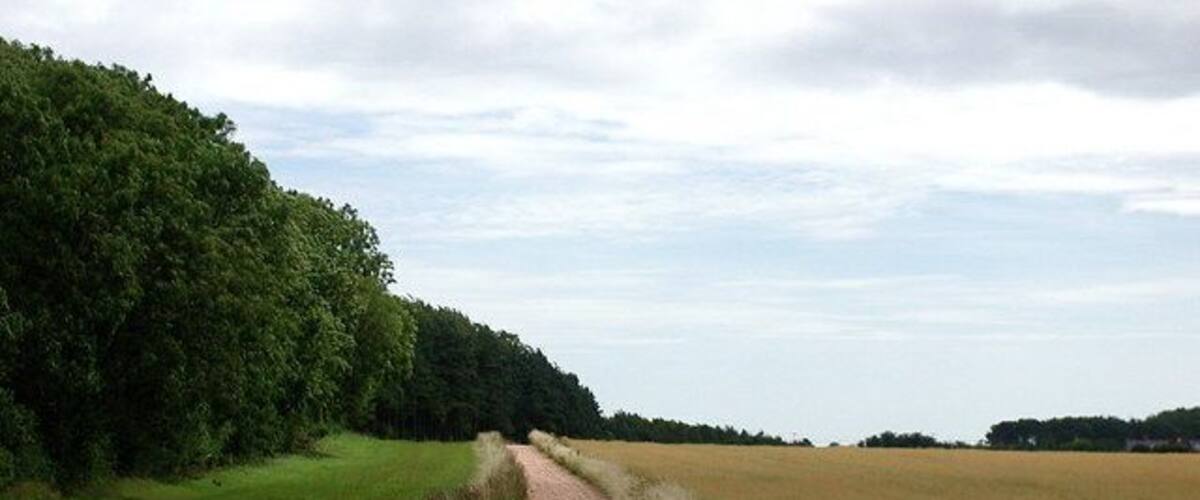A gravel path through a field with a forest on one side and open fields on the other.