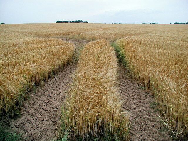 Barley fields south of Haverfield House, Welwick, East Riding of Yorkshire. Field after field of arable land, this view looking north-northwest towards Haverfield House from the track between Welwick Drain and Humber Farm.