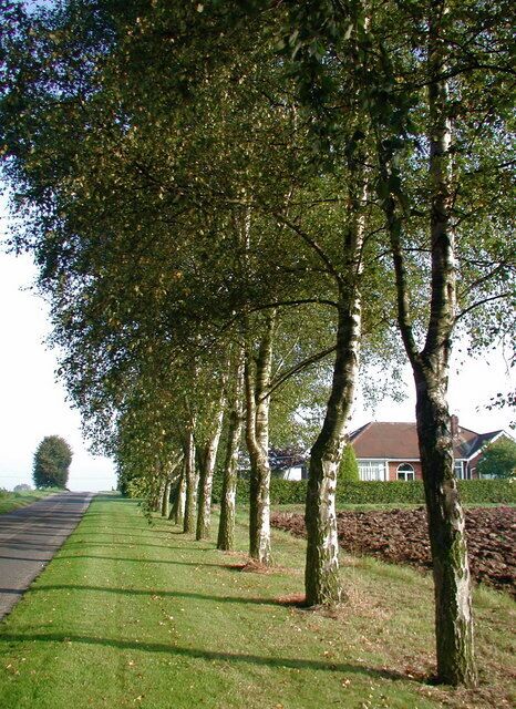 Fields Close Road, Ottringham, East Riding of Yorkshire, England. Silver birch trees on the east side of Fields Close Road, looking north-northeast towards the bungalow at Field Close.