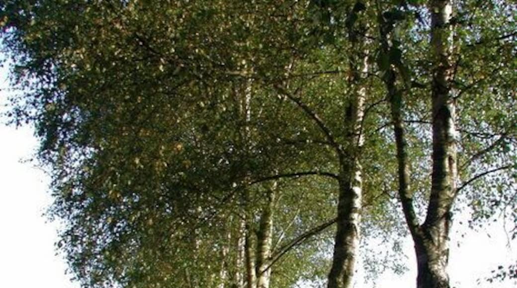 Fields Close Road, Ottringham, East Riding of Yorkshire, England. Silver birch trees on the east side of Fields Close Road, looking north-northeast towards the bungalow at Field Close.