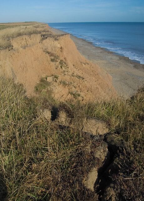 Tunstall cliffs, Tunstall, East Riding of Yorkshire, England. The fissures in the soil at the top of the cliffs can be seen here, the precursor to the next landslip in the process of coastal erosion. This is happening here, as along much of the Holderness coastline, at an average rate of 1.7m a year.