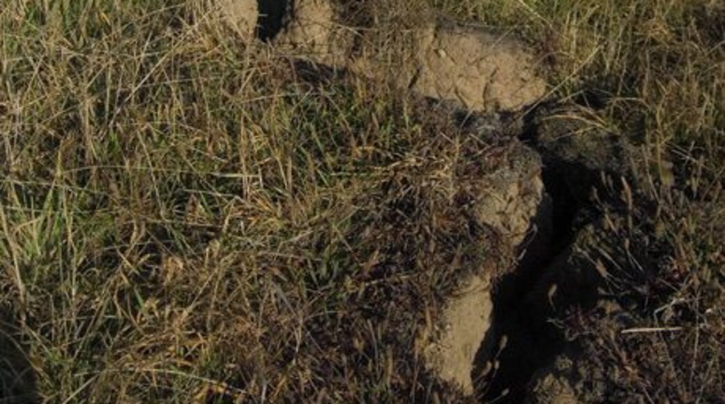 Tunstall cliffs, Tunstall, East Riding of Yorkshire, England. The fissures in the soil at the top of the cliffs can be seen here, the precursor to the next landslip in the process of coastal erosion. This is happening here, as along much of the Holderness coastline, at an average rate of 1.7m a year.