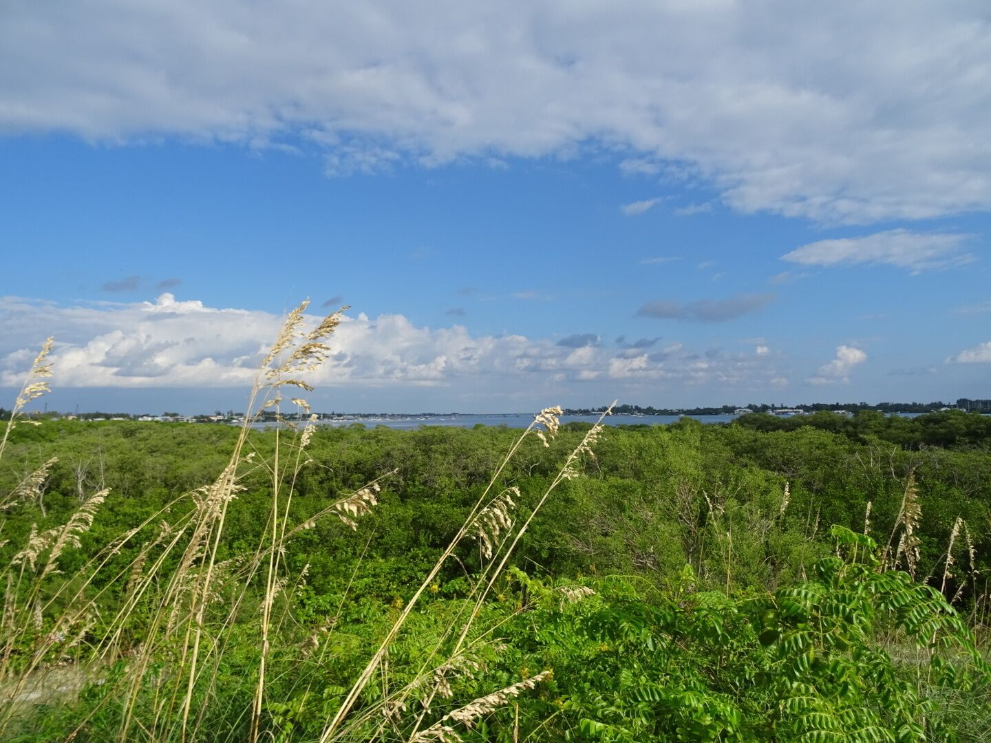 The Coquina Baywalk on Leffis Key contains 1,500 linear feet of boardwalks that meander through the mangrove forest, a 26ft tall hill that allows a 360 degree view including over Sarasota Bay, tidal ponds and the preserve is a nationally significant estuary.