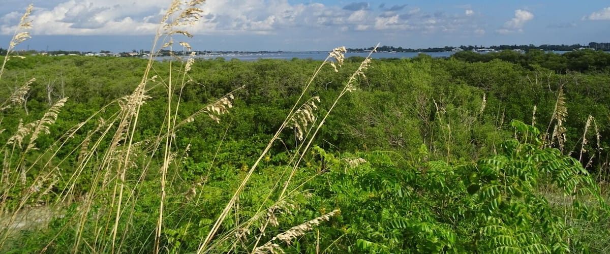 The Coquina Baywalk on Leffis Key contains 1,500 linear feet of boardwalks that meander through the mangrove forest, a 26ft tall hill that allows a 360 degree view including over Sarasota Bay, tidal ponds and the preserve is a nationally significant estuary.