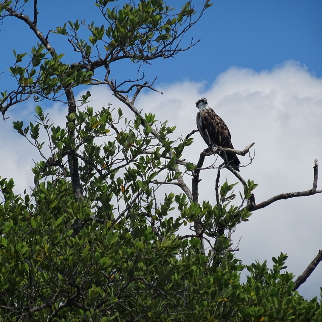 An osprey overlooking Sarasota Bay from the safe confines of the preserve on Leffis Key.
The Coquina Baywalk on Leffis Key contains 1,500 linear feet of boardwalks that meander through the mangrove forest, a 26ft tall hill that allows a 360 degree view including over Sarasota Bay, tidal ponds and the preserve is a nationally significant estuary.
