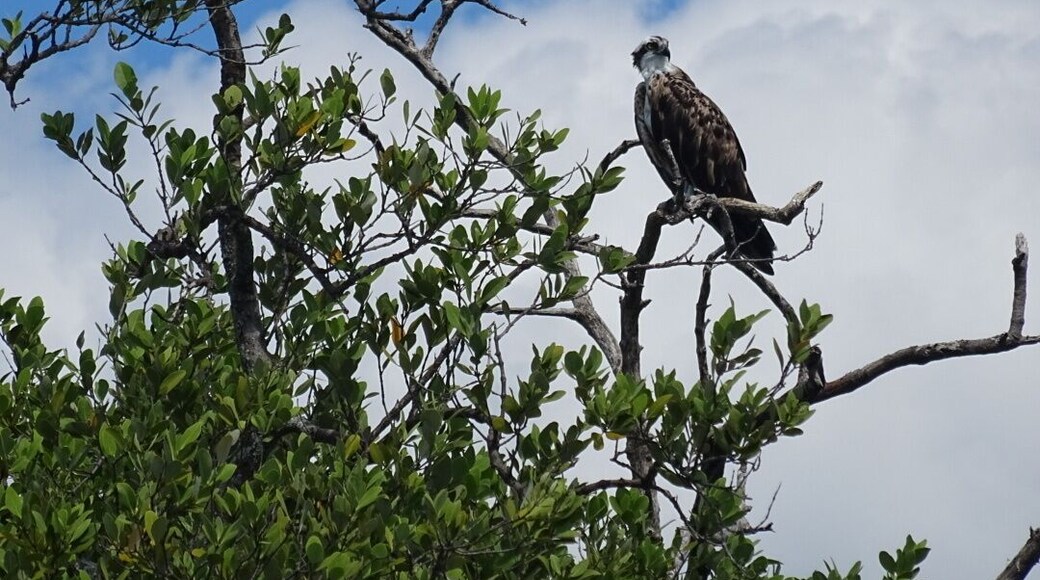An osprey overlooking Sarasota Bay from the safe confines of the preserve on Leffis Key.
The Coquina Baywalk on Leffis Key contains 1,500 linear feet of boardwalks that meander through the mangrove forest, a 26ft tall hill that allows a 360 degree view including over Sarasota Bay, tidal ponds and the preserve is a nationally significant estuary.