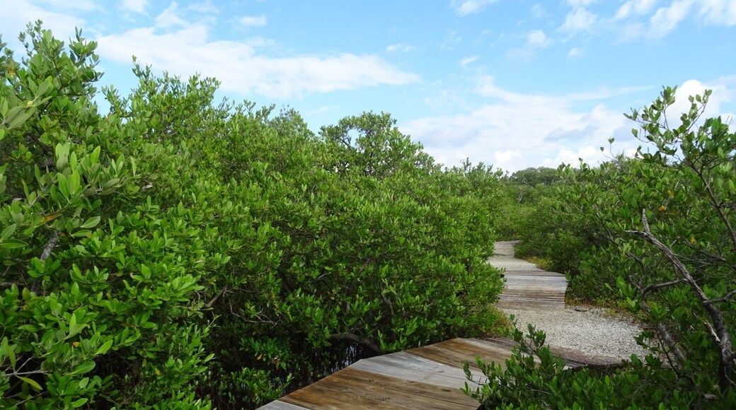 The Coquina Baywalk on Leffis Key contains 1,500 linear feet of boardwalks that meander through the mangrove forest, a 26ft tall hill that allows a 360 degree view including over Sarasota Bay, tidal ponds and the preserve is a nationally significant estuary.