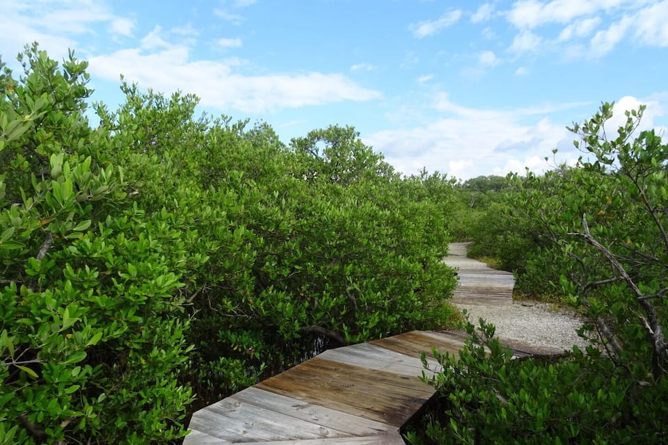 Un paseo marítimo de madera serpentea entre una vegetación verde exuberante.
