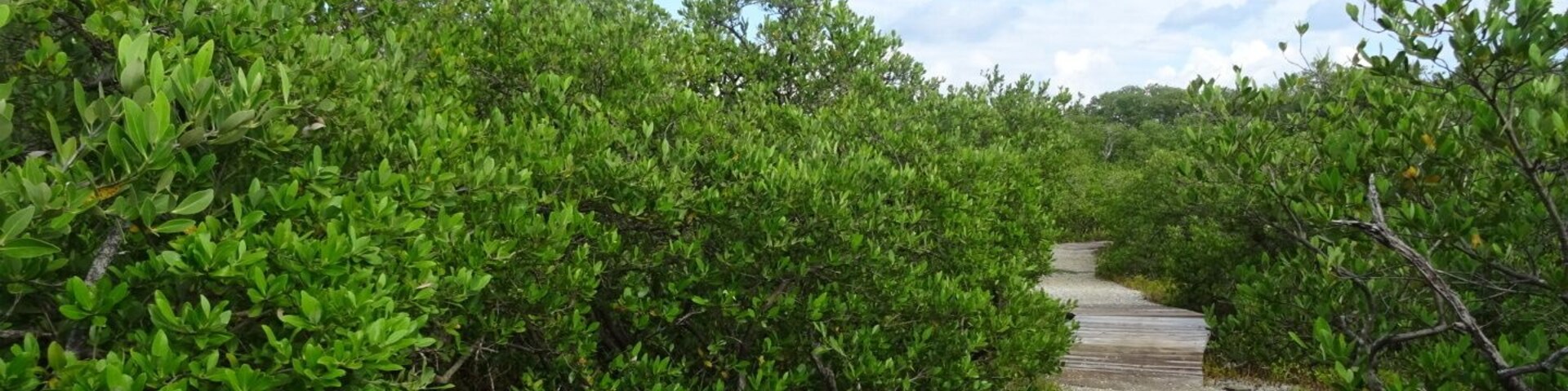 The Coquina Baywalk on Leffis Key contains 1,500 linear feet of boardwalks that meander through the mangrove forest, a 26ft tall hill that allows a 360 degree view including over Sarasota Bay, tidal ponds and the preserve is a nationally significant estuary.