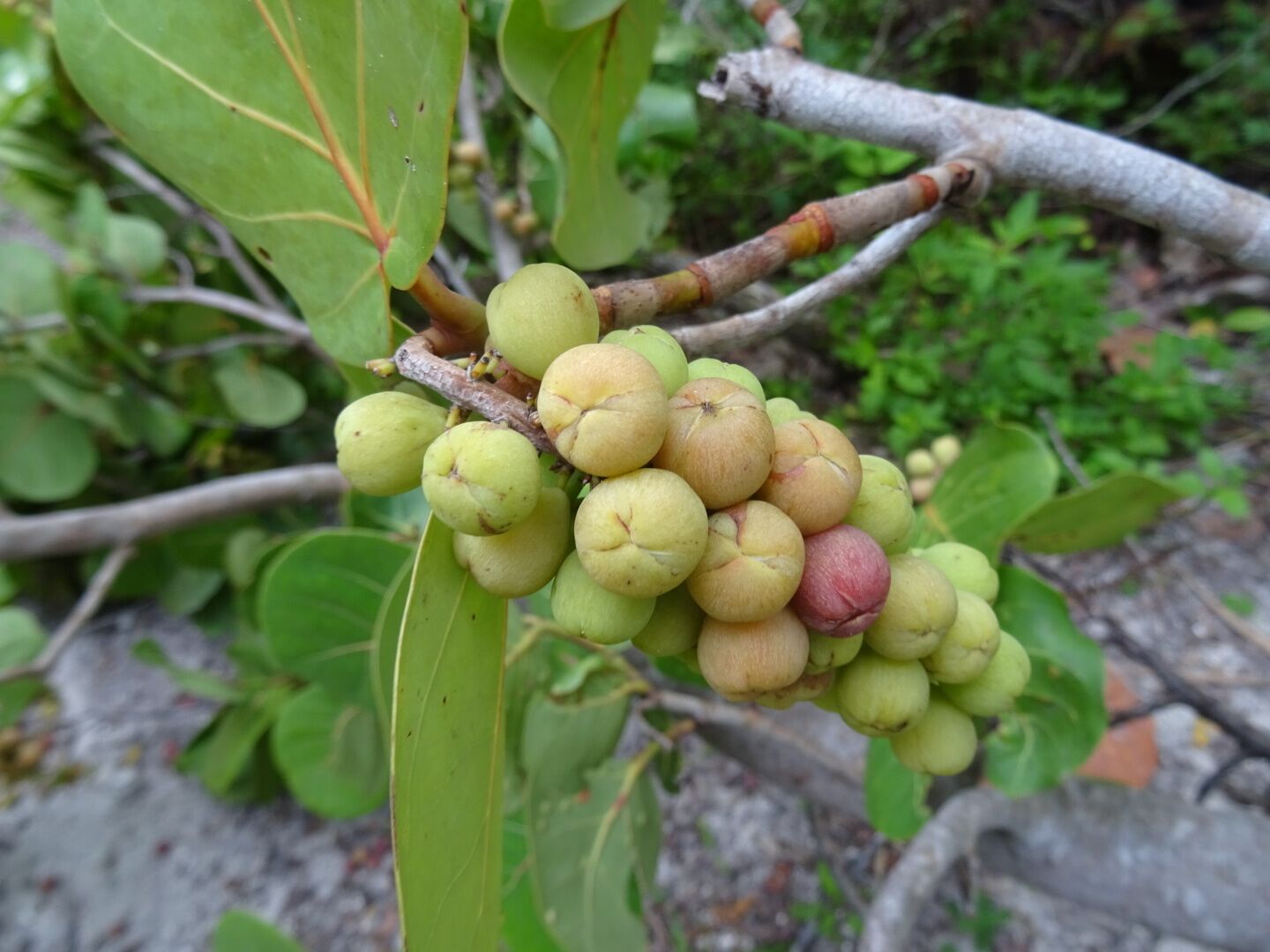 The fruit of the Seagrape (Coccoloba uvifera) at the Coquina Baywalk on Leffis Key. The reddish fruits of the sea grape may be eaten raw, cooked into jellies and jams, or fermented into sea grape wine or vinegar.

I did not partake.

The Coquina Baywalk on Leffis Key contains 1,500 linear feet of boardwalks that meander through the mangrove forest, a 26ft tall hill that allows a 360 degree view including over Sarasota Bay, tidal ponds and the preserve is a nationally significant estuary. 