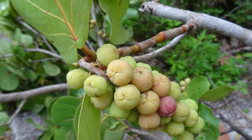 The fruit of the Seagrape (Coccoloba uvifera) at the Coquina Baywalk on Leffis Key. The reddish fruits of the sea grape may be eaten raw, cooked into jellies and jams, or fermented into sea grape wine or vinegar.
I did not partake.
The Coquina Baywalk on Leffis Key contains 1,500 linear feet of boardwalks that meander through the mangrove forest, a 26ft tall hill that allows a 360 degree view including over Sarasota Bay, tidal ponds and the preserve is a nationally significant estuary.
