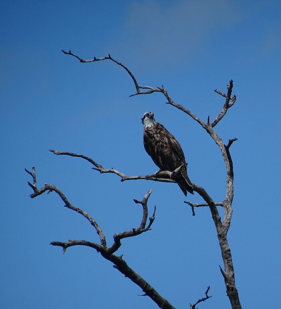 An osprey overlooking Sarasota Bay from the safe confines of the preserve on Leffis Key.

The Coquina Baywalk on Leffis Key contains 1,500 linear feet of boardwalks that meander through the mangrove forest, a 26ft tall hill that allows a 360 degree view including over Sarasota Bay, tidal ponds and the preserve is a nationally significant estuary.