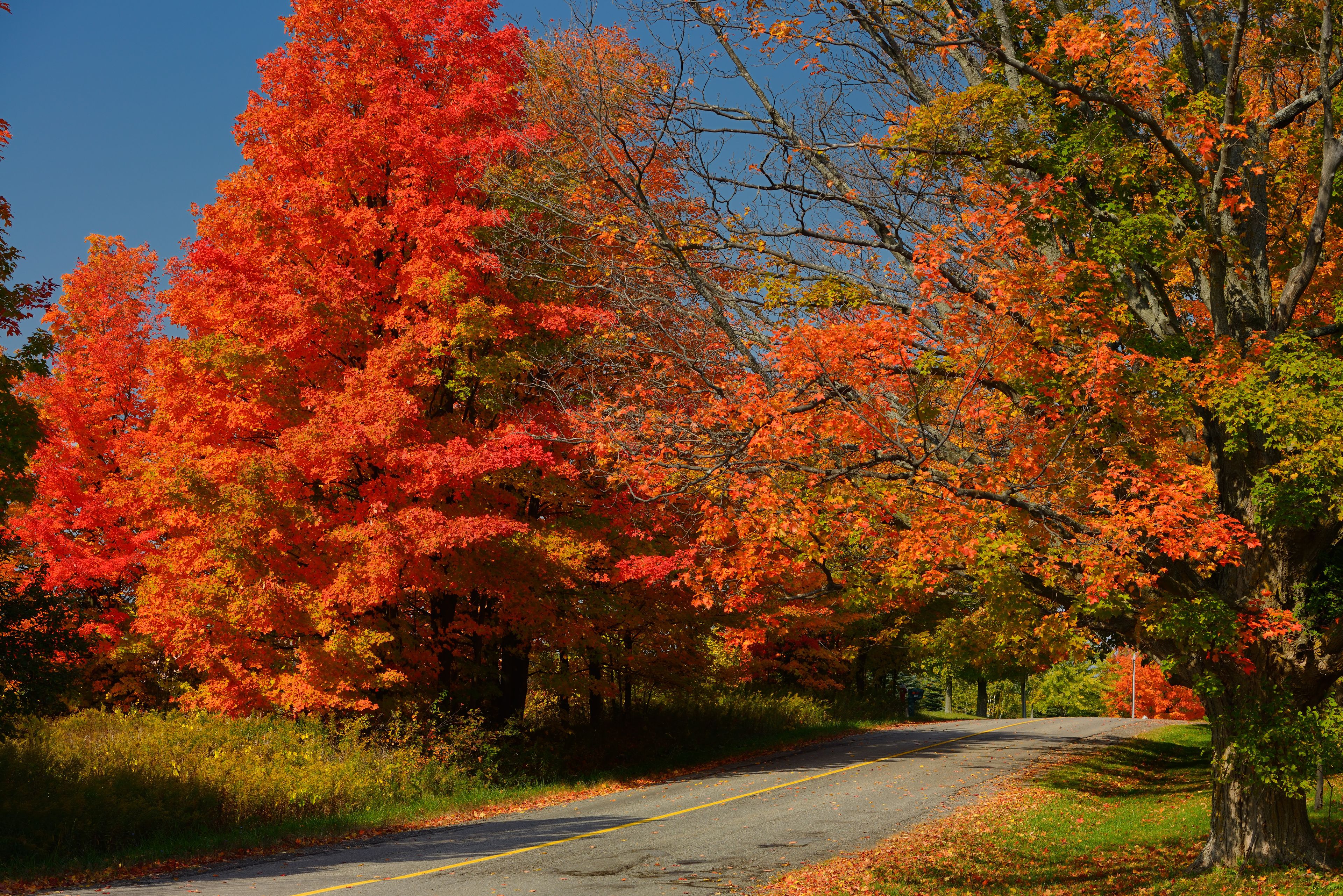 Eine von Bäumen gesäumte Straße im Herbstlaub.
