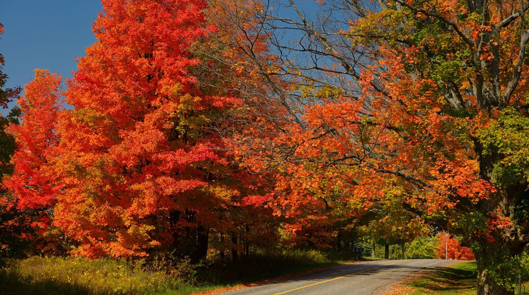 Eine von Bäumen gesäumte Straße im Herbstlaub.