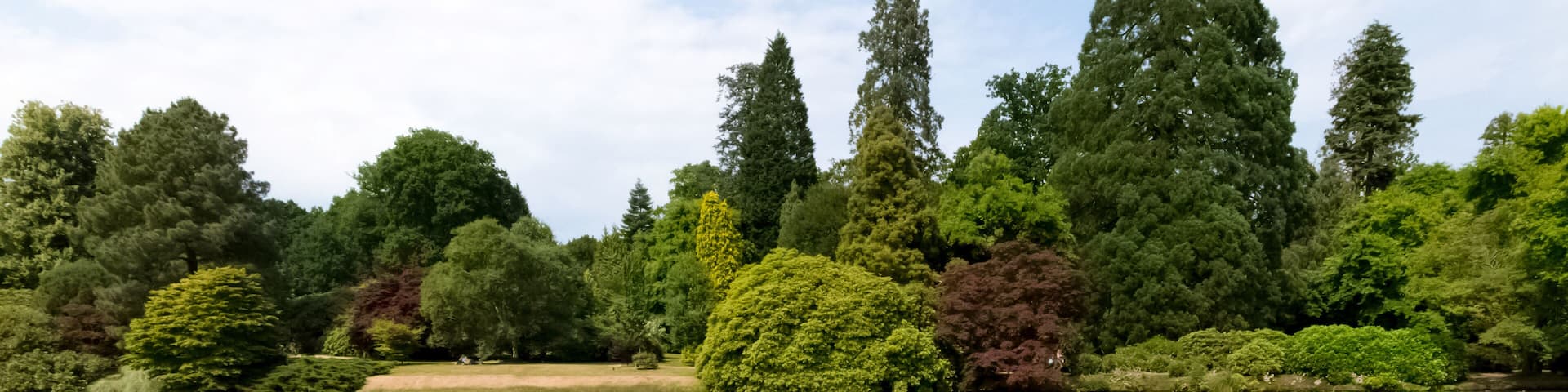 Water lilies (nymphaeaceae or lily pad) in Shefield Lake - Uckfield, United Kingdom