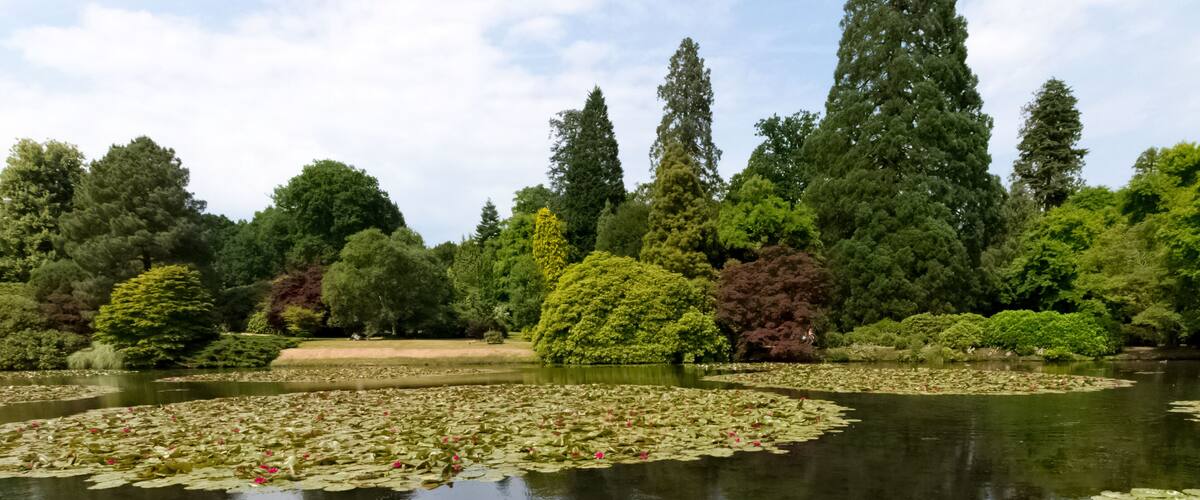 A serene pond with lily pads and various trees in a park.