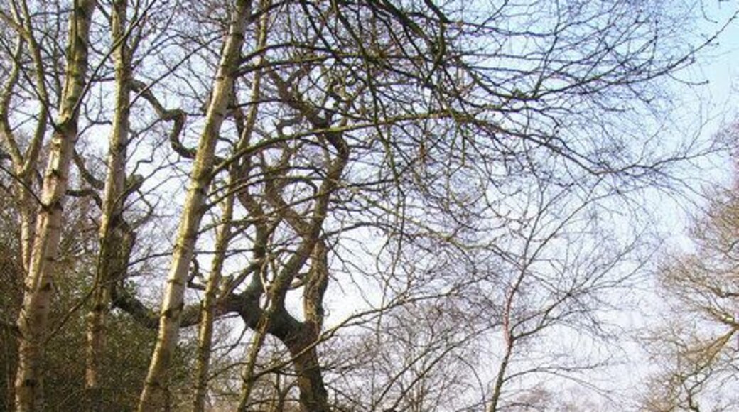 Pond near Blackwell Farm The Weald is littered with small ponds many manmade to produce marl or dig for iron ore. The buildings of Blackwell Farm can be seen through the hedge.